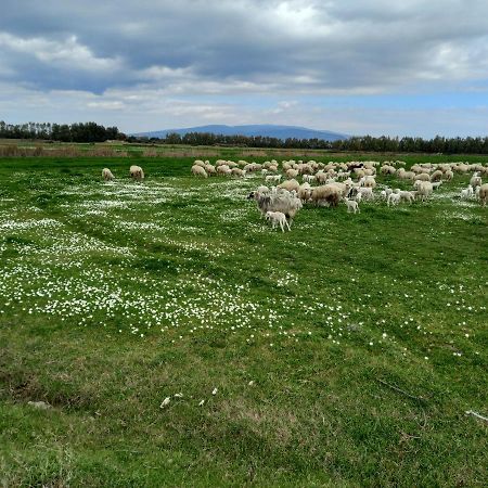 Agriturismo Bachile Bertula Villa Riola Sardo Luaran gambar
